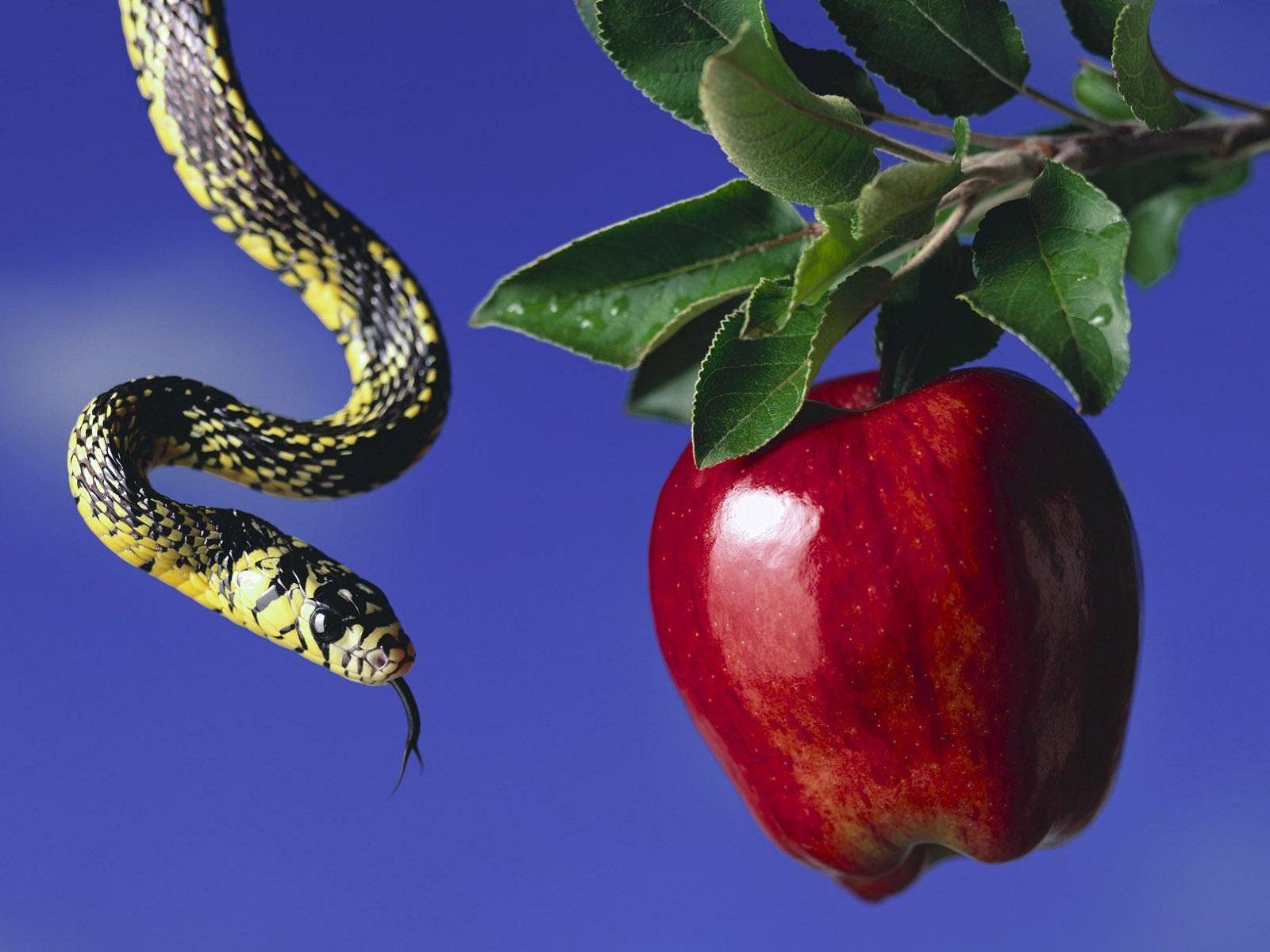 1600x1200 Serpent and Scarlet Apple: HD Wildlife Wallpaperx1200