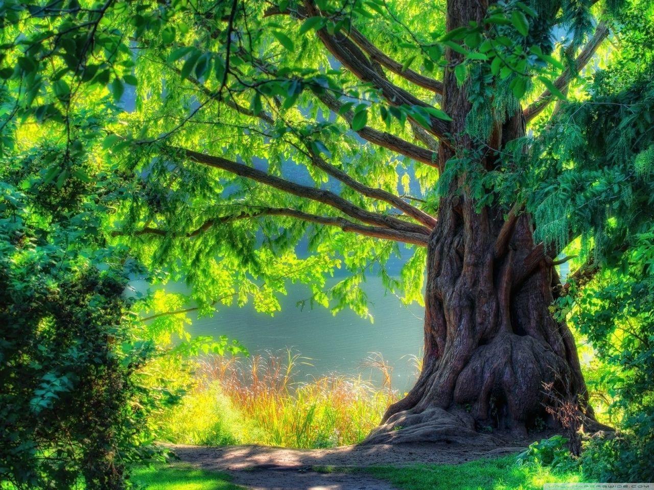 1280x960 Tree Wallpaper