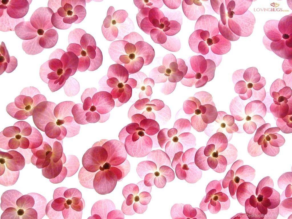 1024x768 Love Wallpaper Romantic Flowers Desktop Background