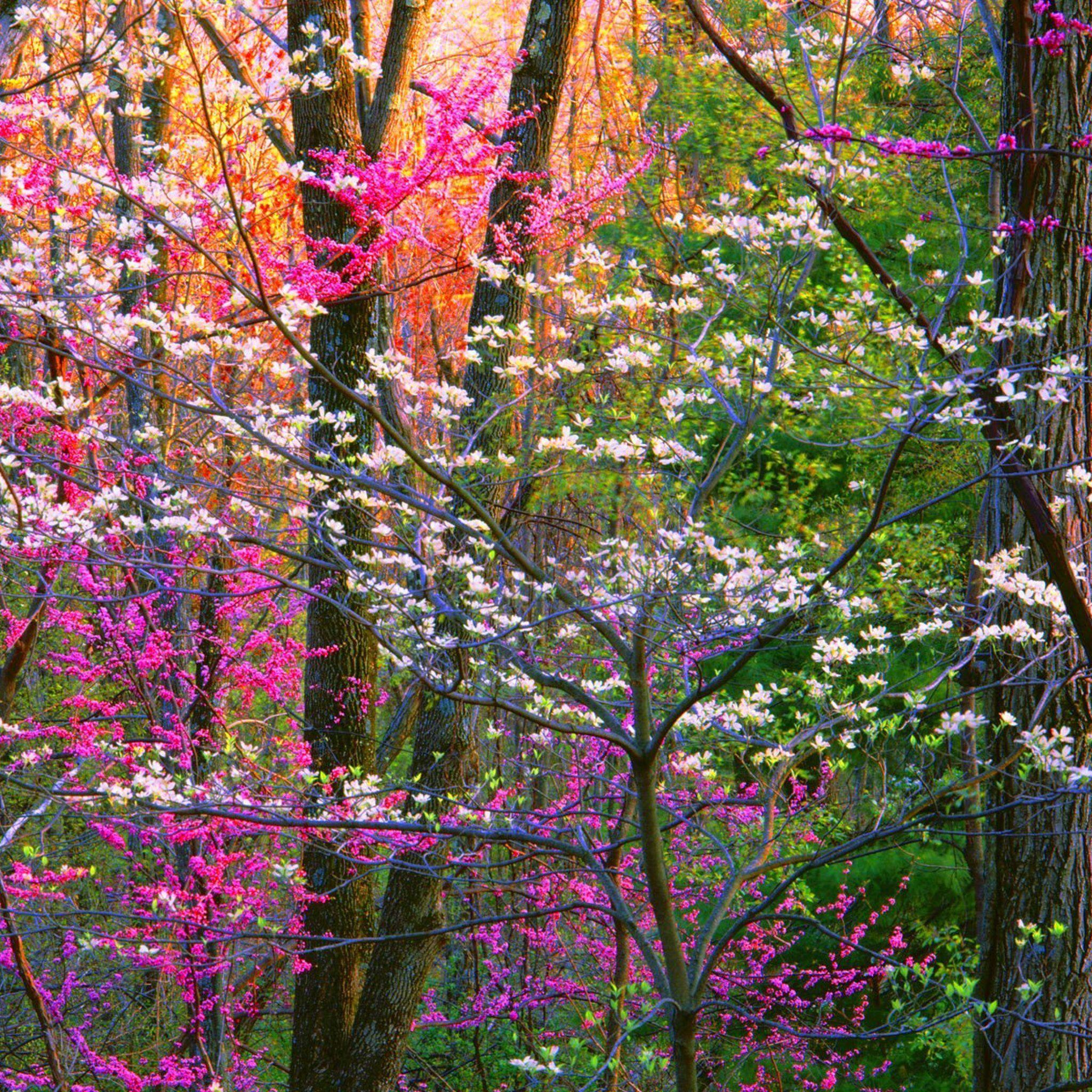 Pink Forest Flower Wallpapers Top Free Pink Forest Flower Backgrounds