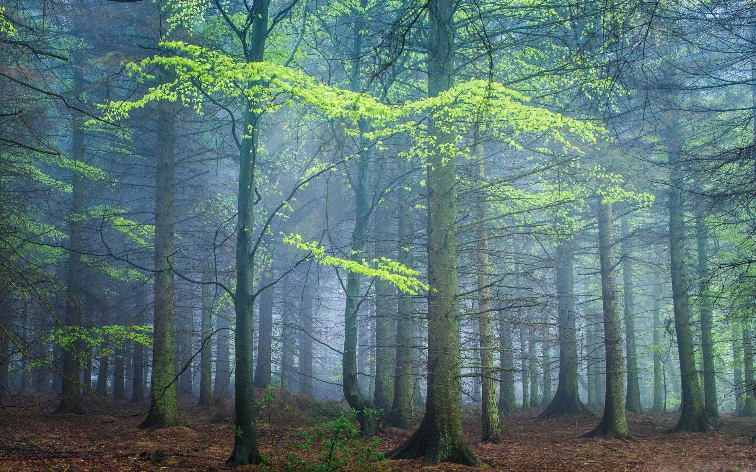 Forest Spring Wallpapers - Top Free Forest Spring Backgrounds ...