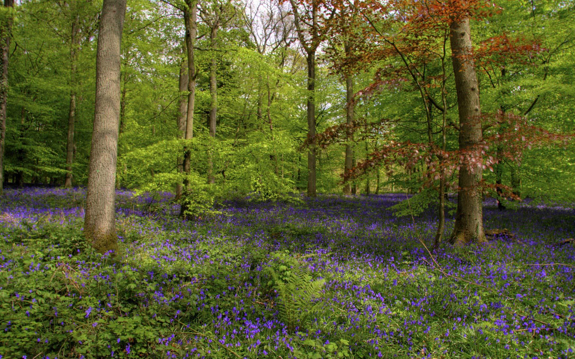 1920x1200 Beauty, spring, forest, background, wallpaper, animal, desktop