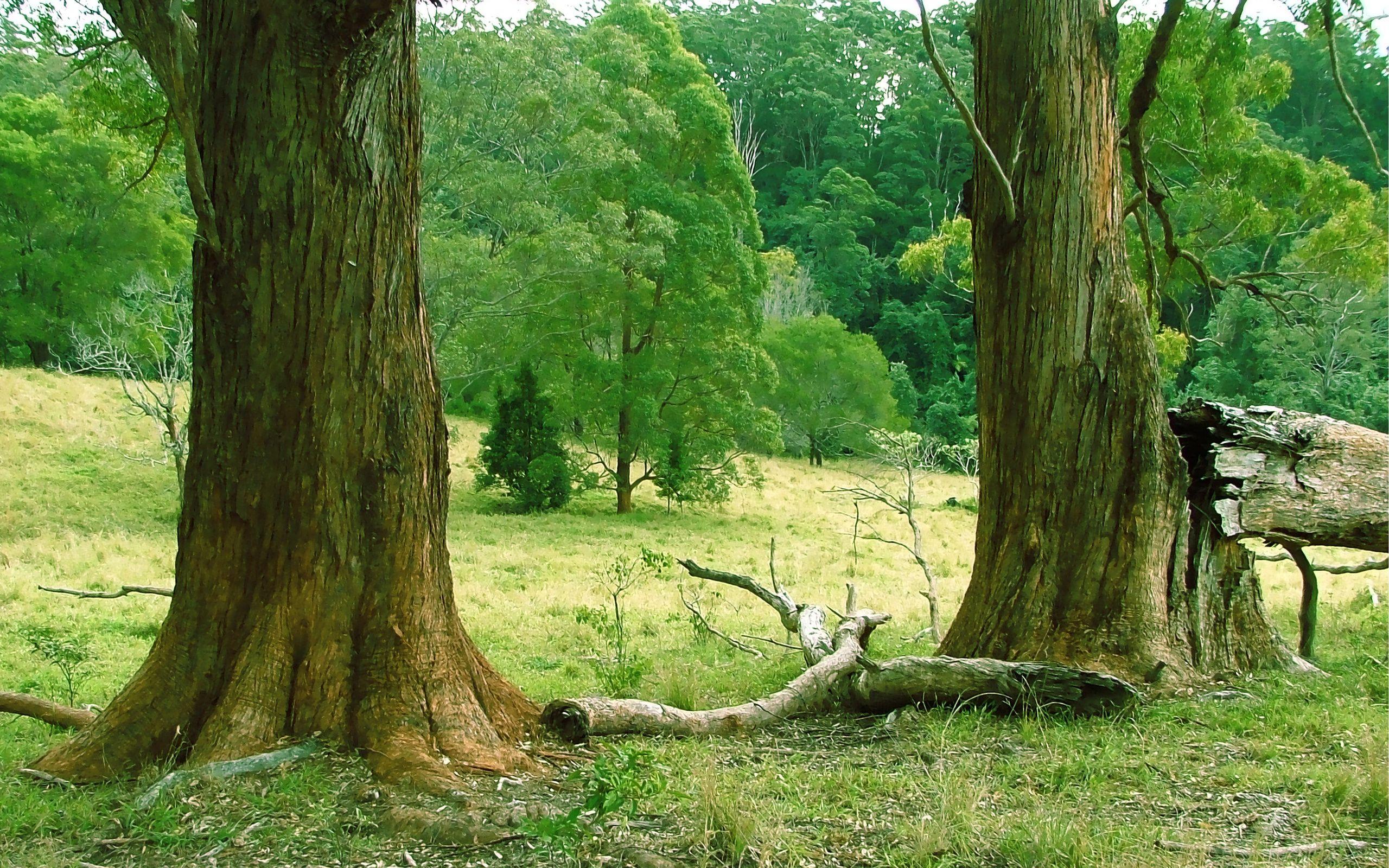 2560x1600 Forest trees landscape spring wallpaperx1600