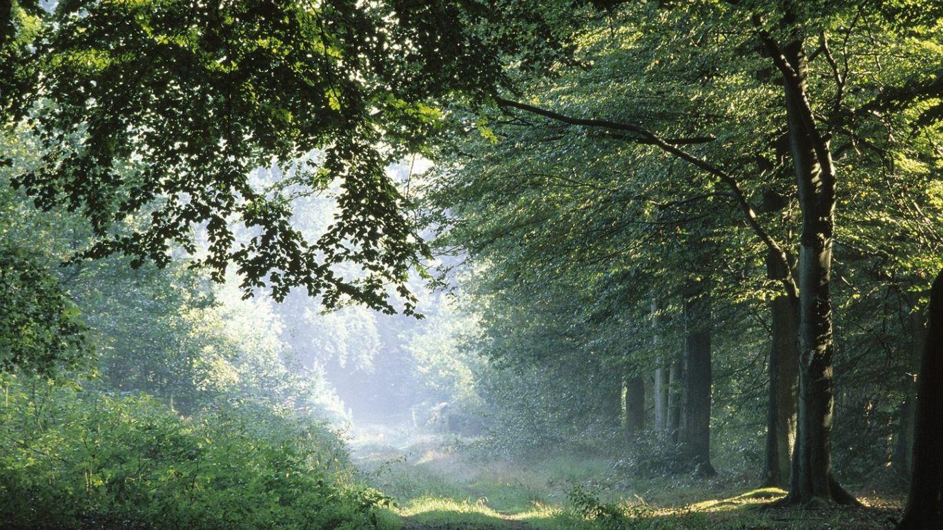 1366x768 Free download HQ Springtime Forest In Germany Wallpaper HQ Wallpaper [1440x900] for your Desktop, Mobile & Tablet. Explore Spring Forest Desktop Wallpaper. Free Spring Desktop Wallpaper Nature, Spring Nature
