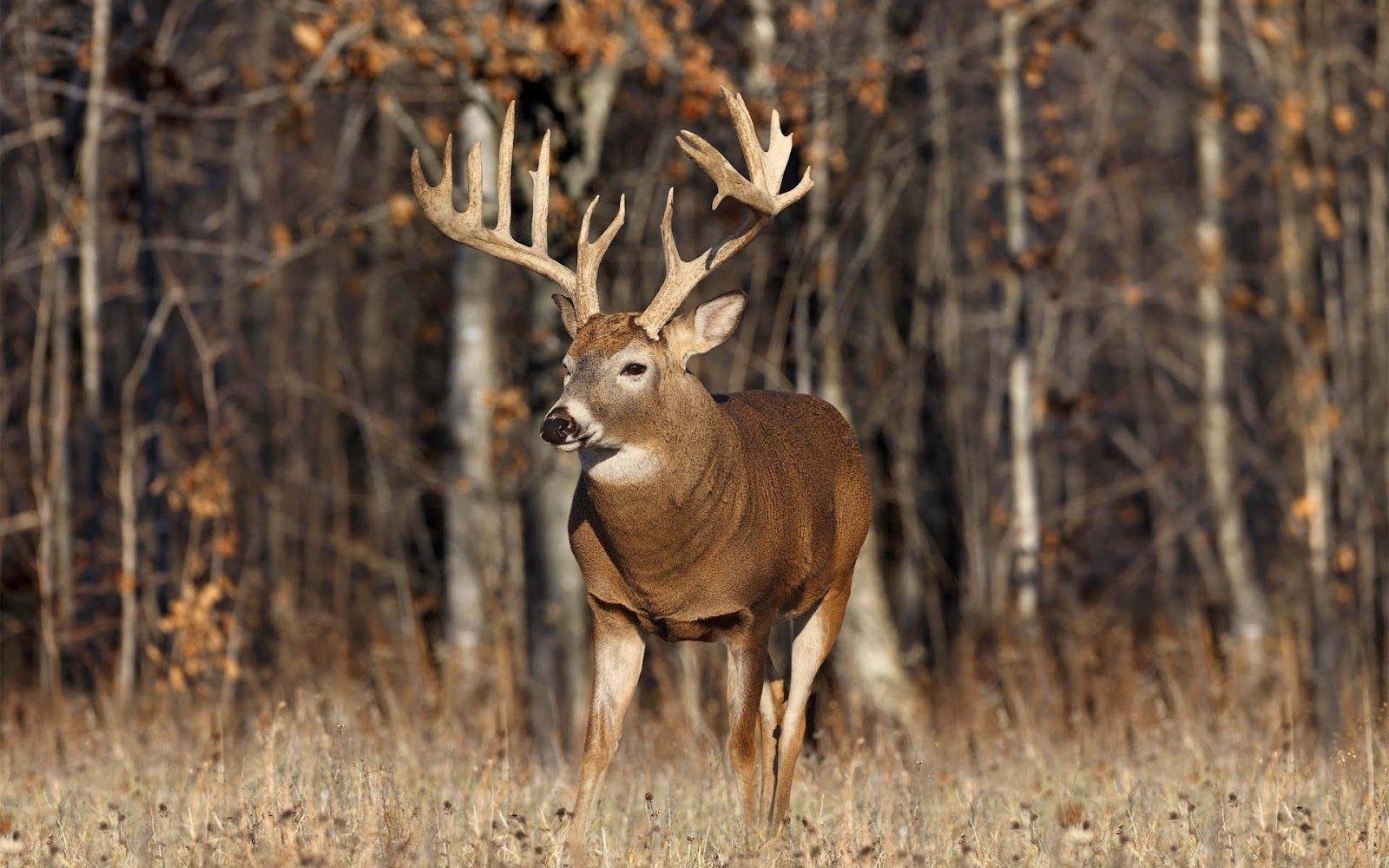 Whitetail Desktop Wallpapers - Top Free Whitetail Desktop Backgrounds
