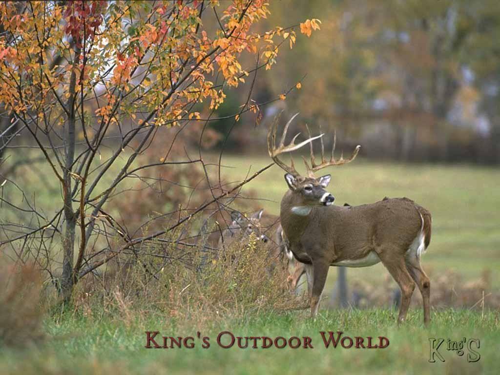 1024x768 Wallpaper Of Whitetail Background. HD Wallpaper Range