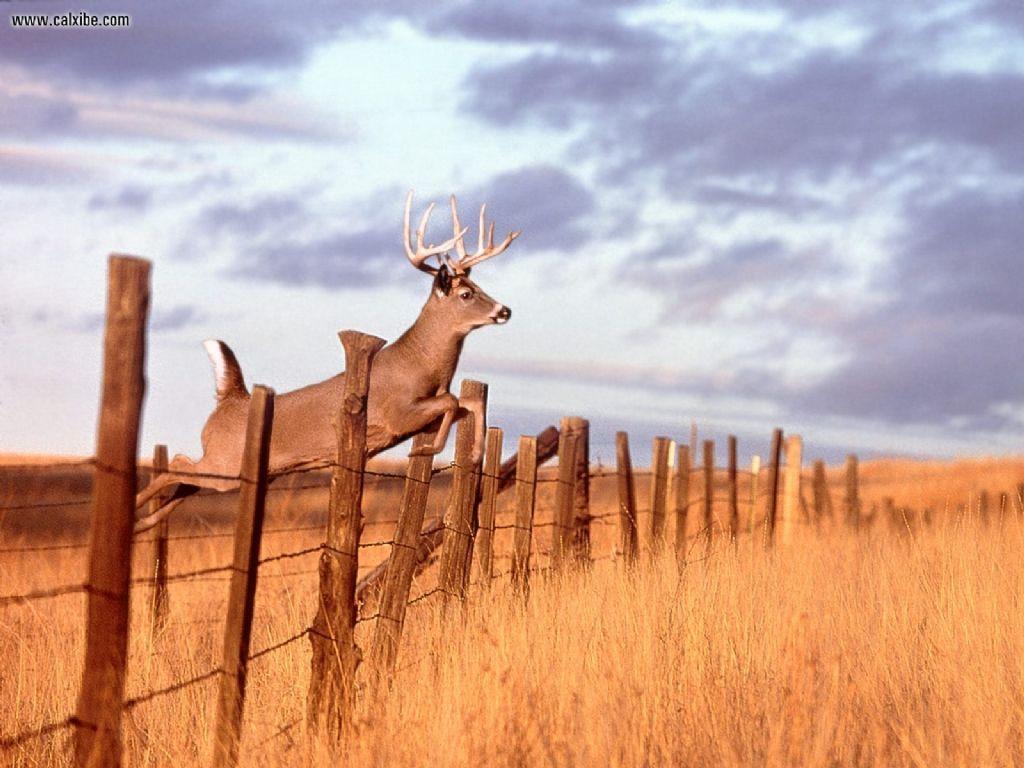 1024x768 Free download animal desktop background and wallpaper whitetail deer always [1024x768] for your Desktop, Mobile & Tablet. Explore Whitetail Deer Desktop Wallpaper. Deer Hunting Wallpaper, Free Deer Wallpaper, Deer