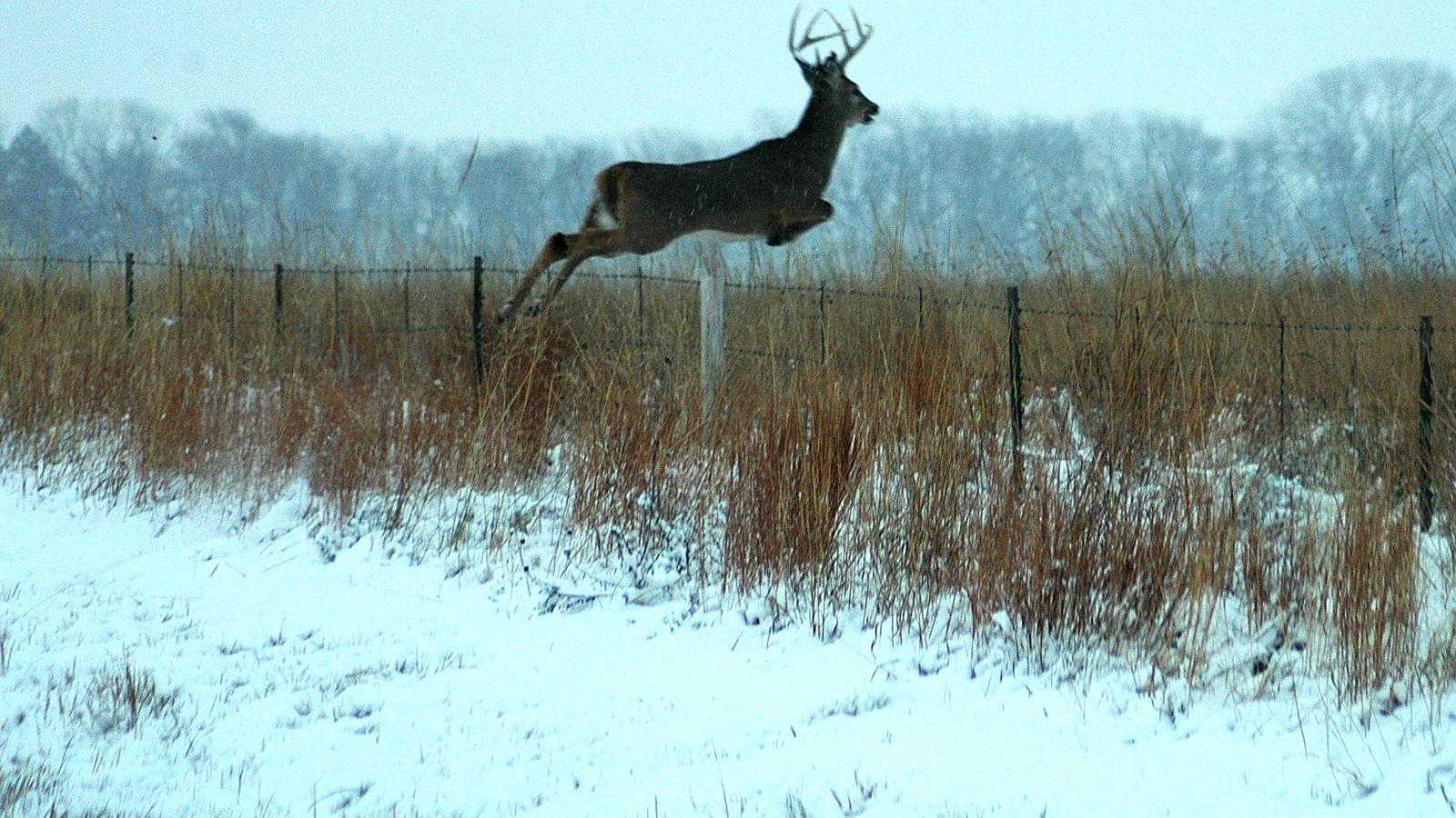 1600x900 Free download Whitetail Deer Desktop Background [1600x1050] for your Desktop, Mobile & Tablet. Explore Whitetail Deer Wallpaper for Computer. Deer Desktop Wallpaper, Deer Hunting Wallpaper For Computer, Whitetail Buck Wallpaper Free