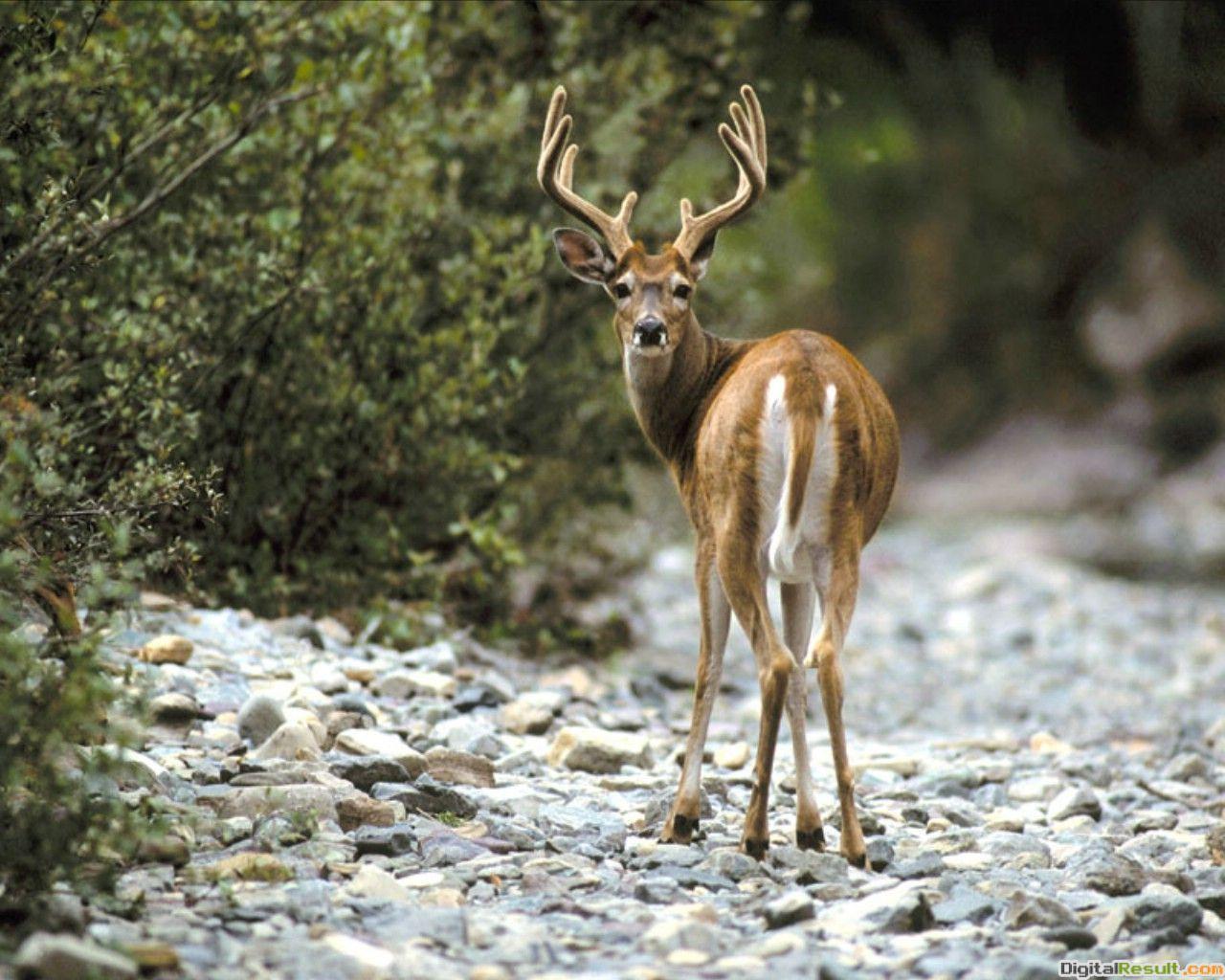 1280x1024 deer desktop wallpaper download whitetail deer wallpaper in HD - Deer HD Wallpaper