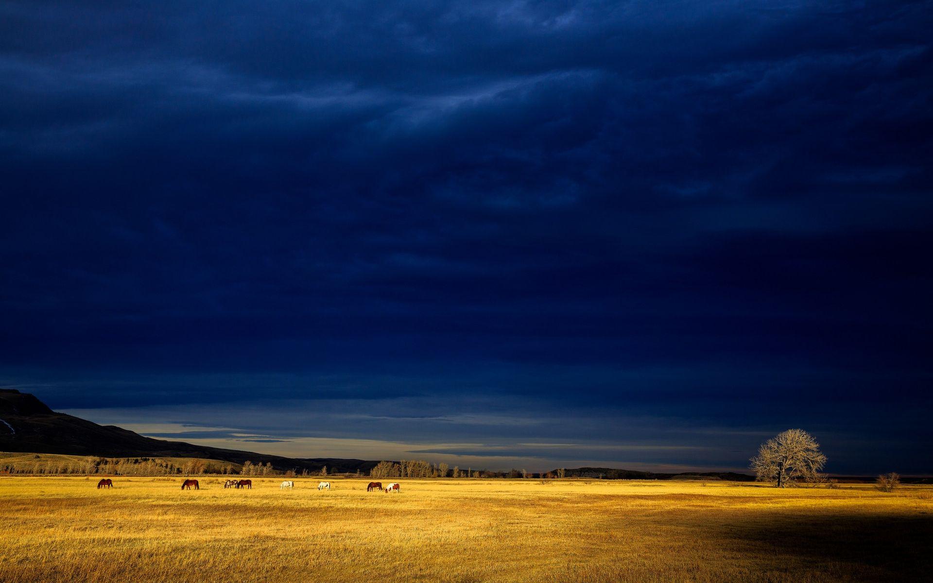 1920x1200 Yellow Field Horses Blue Sky desktop PC and Mac wallpaper
