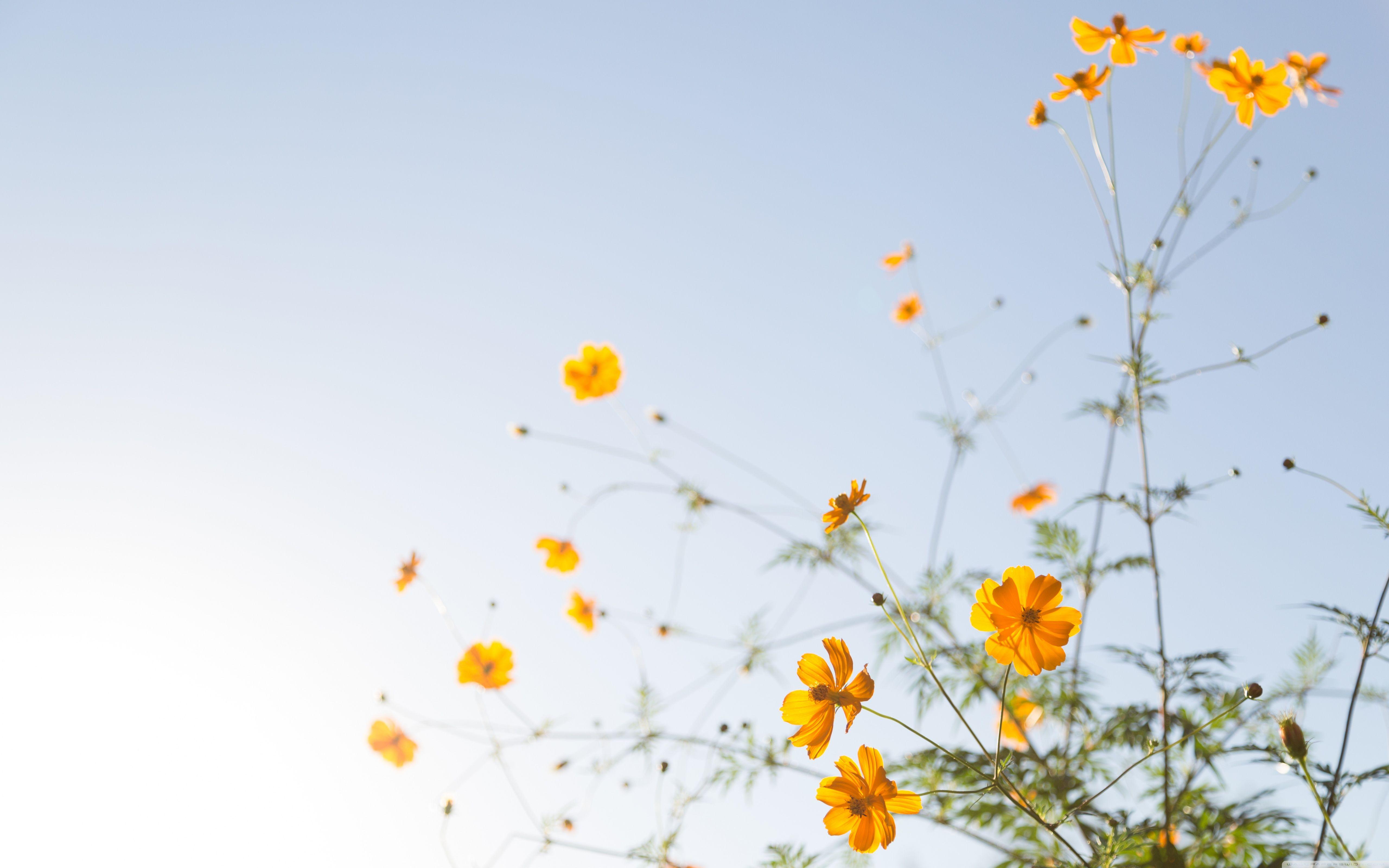 5120x3200 Yellow Desktop Wallpaper