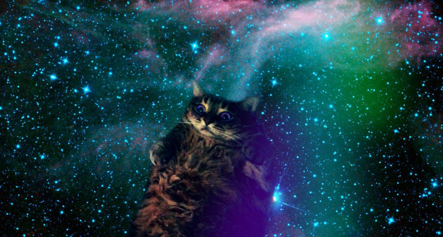 LSD Cats Wallpapers - Top Free LSD Cats Backgrounds - WallpaperAccess