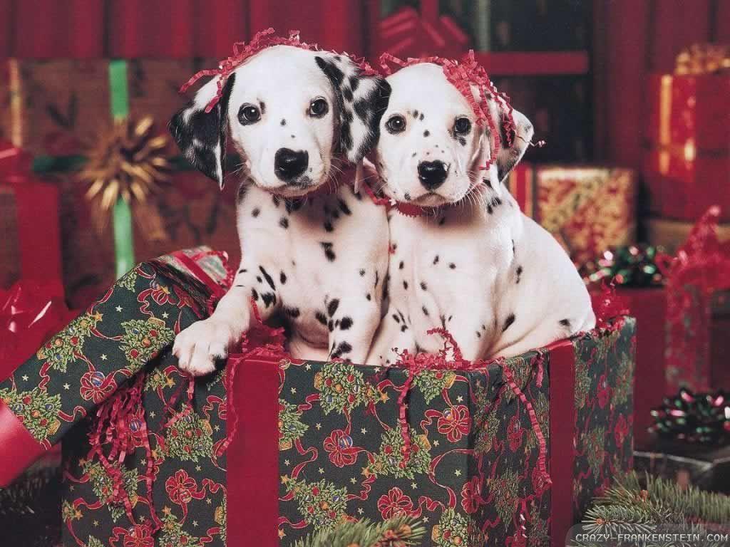1024x768 Christmas Puppy