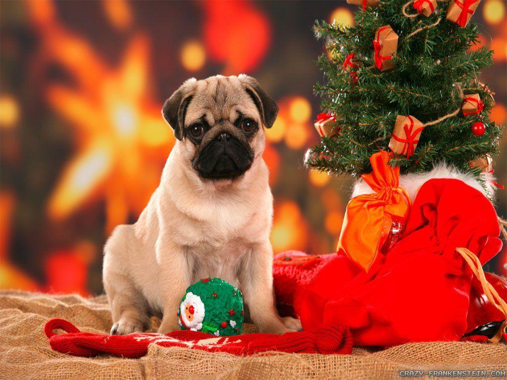 1024x768 Christmas Puppies Wallpaper