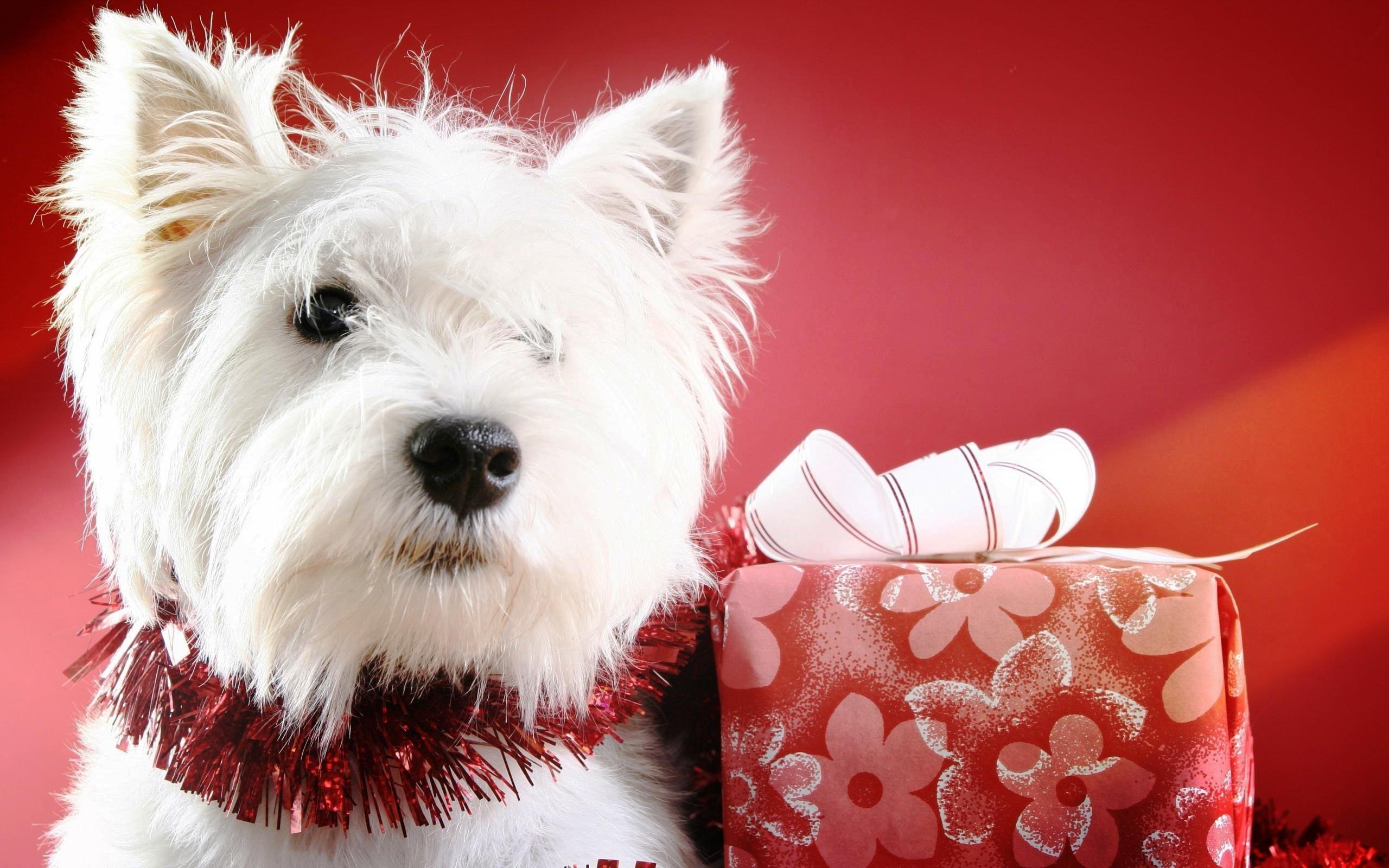 2560x1600 Merry Christmas Message Dogs Wallpaper & Background Download
