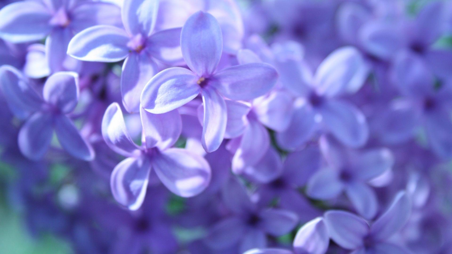 1920x1080 Purple Flowers wallpaperx1080