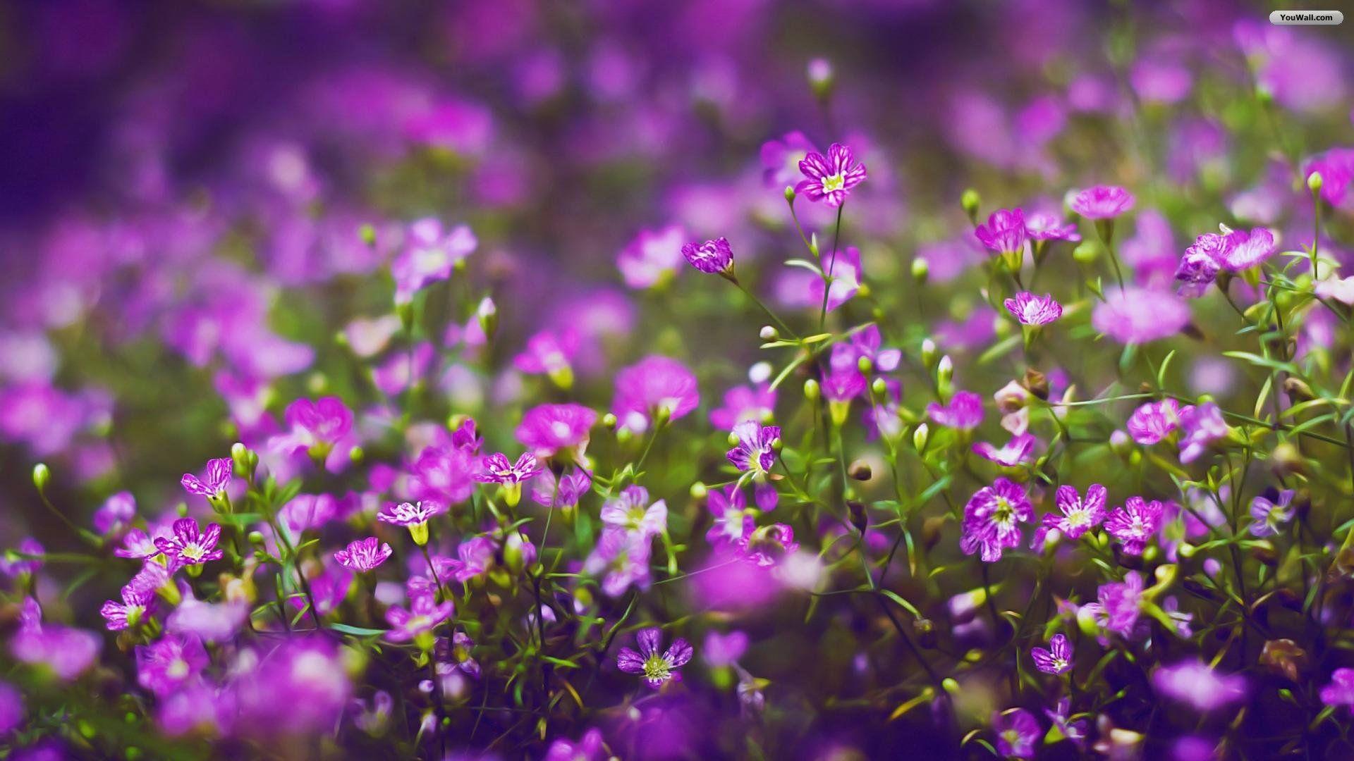 1920x1080 Free download purple flowers wallpaper HD [1920x1080] for your Desktop, Mobile & Tablet. Explore Purple Flowers Wallpaper. Free Purple Flower Wallpaper, Purple Flower Wallpaper Border, Wallpaper for Walls Purple Floral