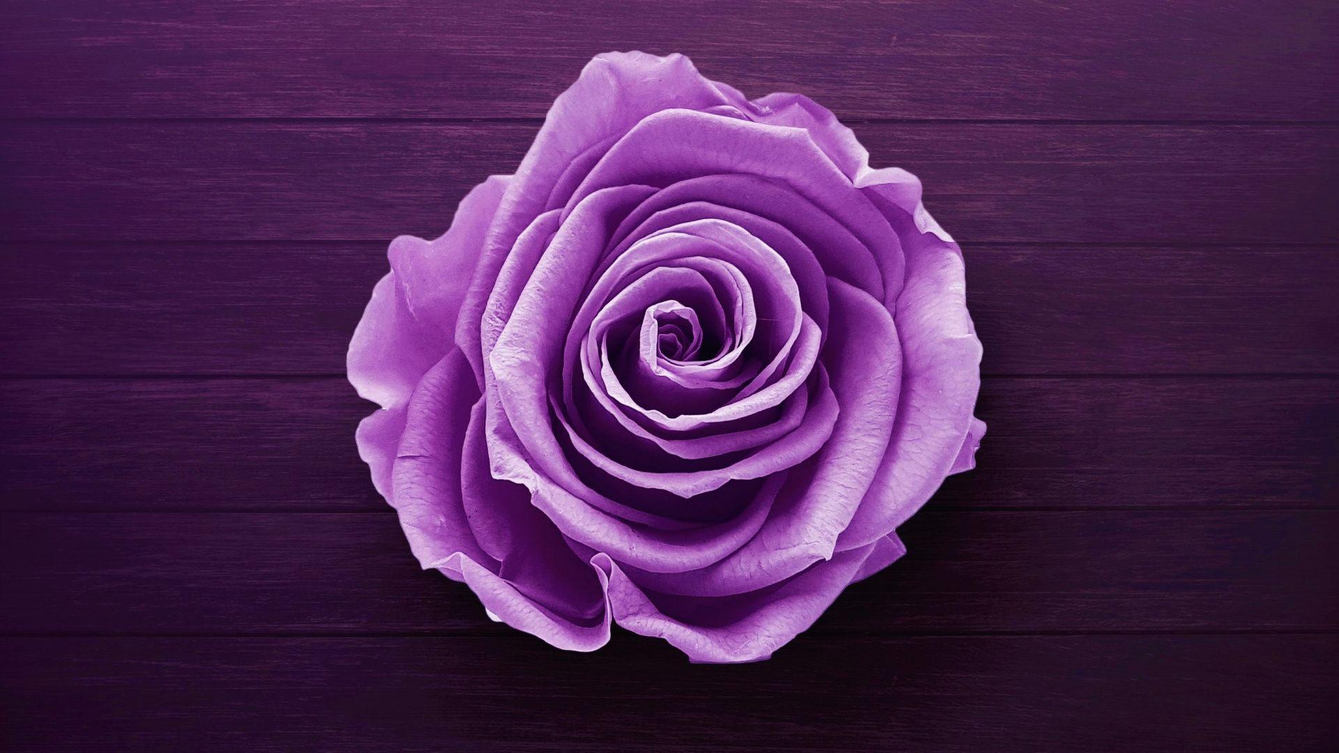 1920x1080 Download Purple flower, rose wallpaper, 1920x Full HD, HDTV, FHD, 1080p