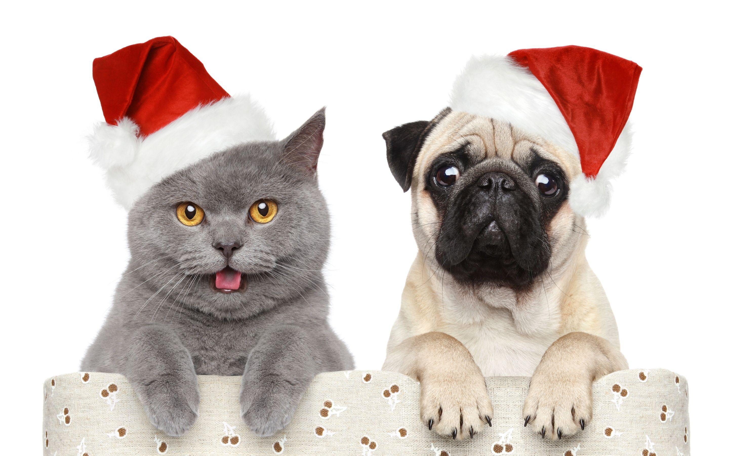 2880x1800 Christmas Animal Wallpaper