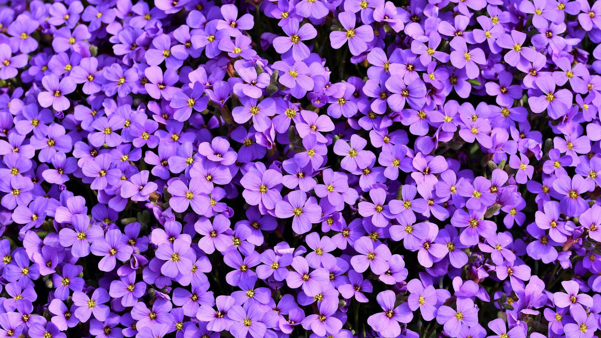 1920x1080 Purple Flowers Background 5k Laptop Full HD 1080P HD 4k Wallpaper, Image, Background, Photo and Picture