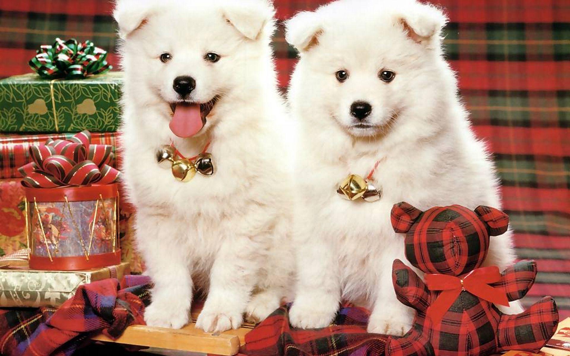 1920x1200 Desktop christmas puppy background wallpaper