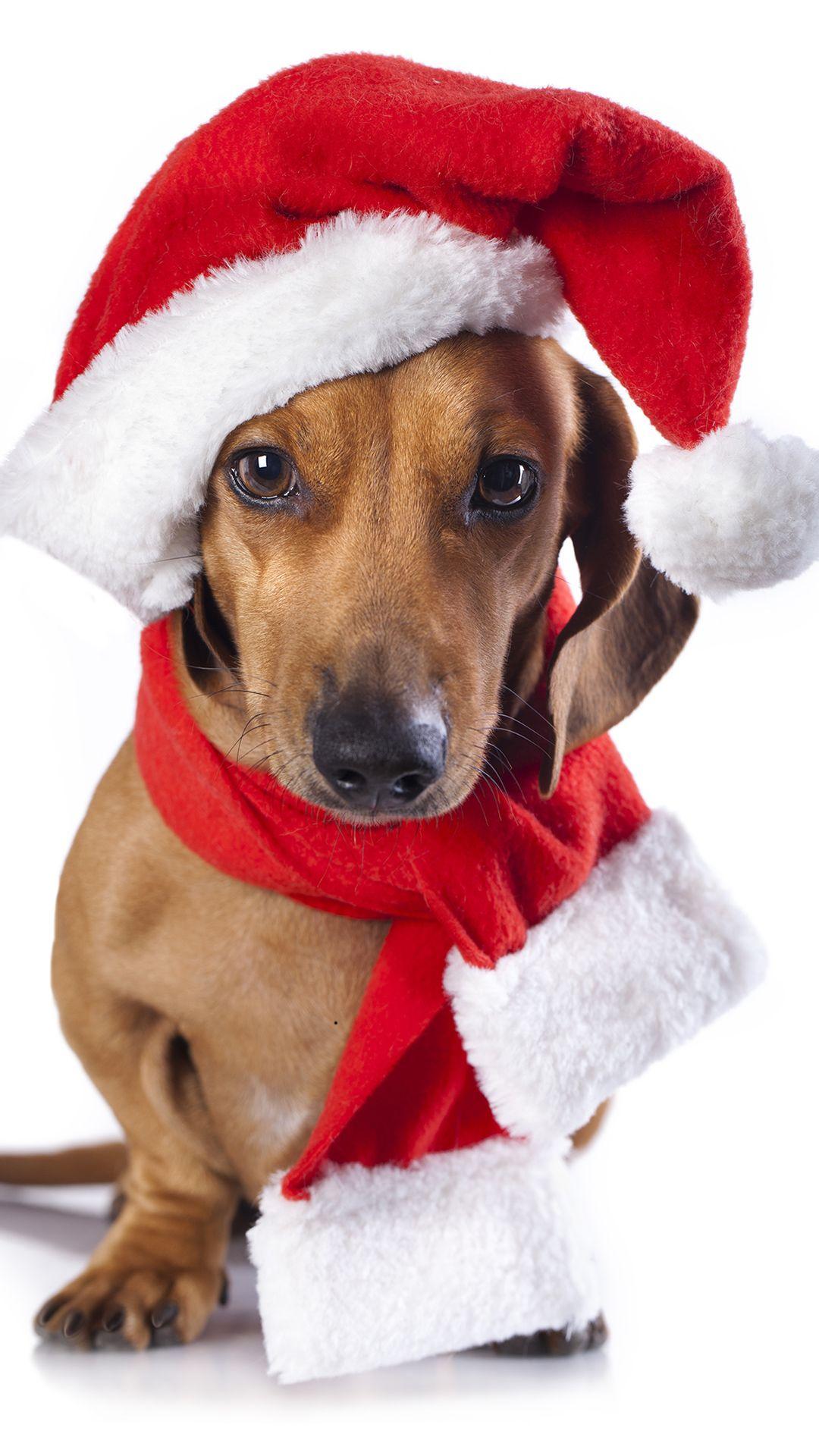 1080x1920 Christmas Dog IPhone 6S Plus Wallpaper Quality Image And Transparent PNG Free Clipart