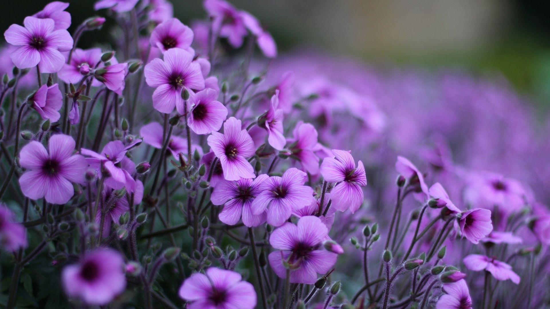 1920x1080 Home Flowers Most Beautiful Purple Flowers For Desktop Most Beautiful Flowers Wallpaper & Background Download
