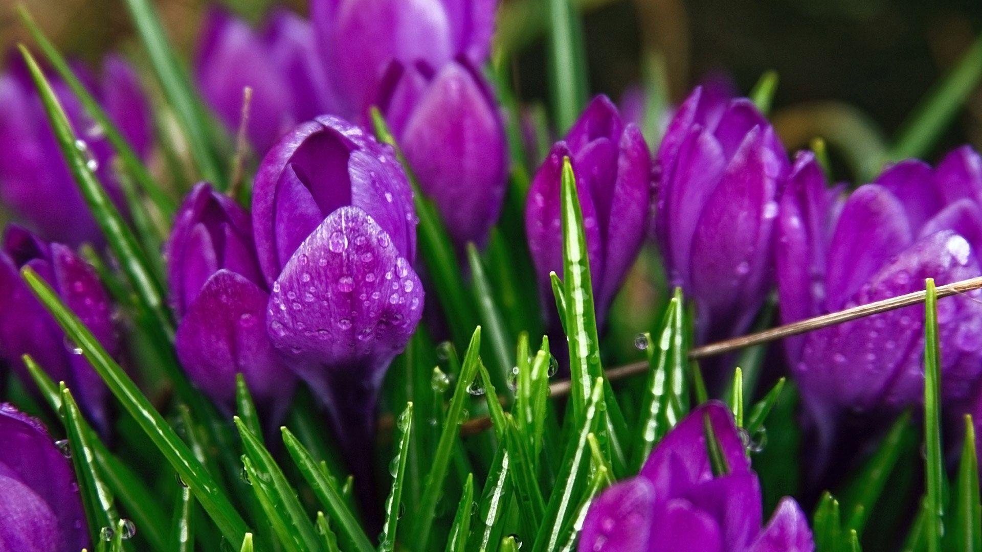 1920x1080 Free download Purple Strange Flowers Wallpaper HD Wallpaper [1920x1080] for your Desktop, Mobile & Tablet. Explore Purple Spring Flowers Wallpaper. Free Wallpaper of Purple Roses, Free Purple Flower Wallpaper