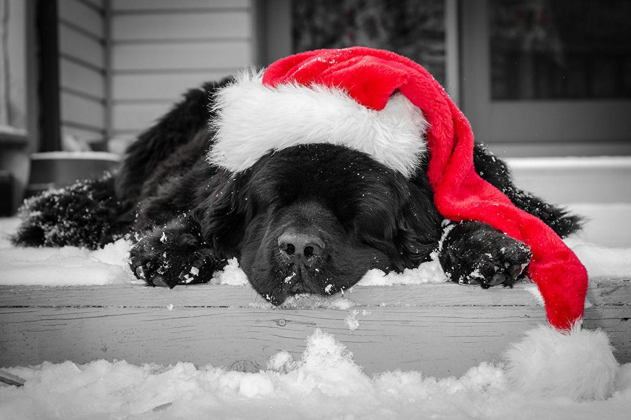 1280x853 Free download Christmas Dog Computer Wallpaper Picturecomcom [1280x853] for your Desktop, Mobile & Tablet. Explore Christmas Dog Desktop Wallpaper. Christmas Desktop Free Holiday Wallpaper, Christmas Wallpaper and