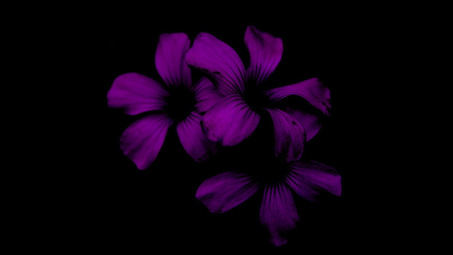 1920x1080 Download wallpaper 1920x1080 lilac, flower, dark, purple, night full hd, hdtv, fhd, 1080p HD background