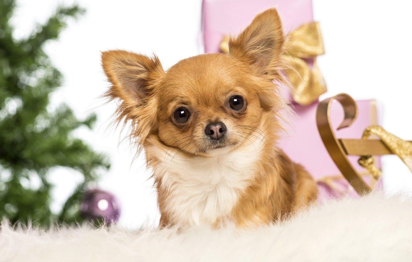 1332x850 Wallpaper tree, dog, puppy, new year, puppy, dog, merry christmas, christmas tree, Merry Christmas, New year image for desktop, section собаки