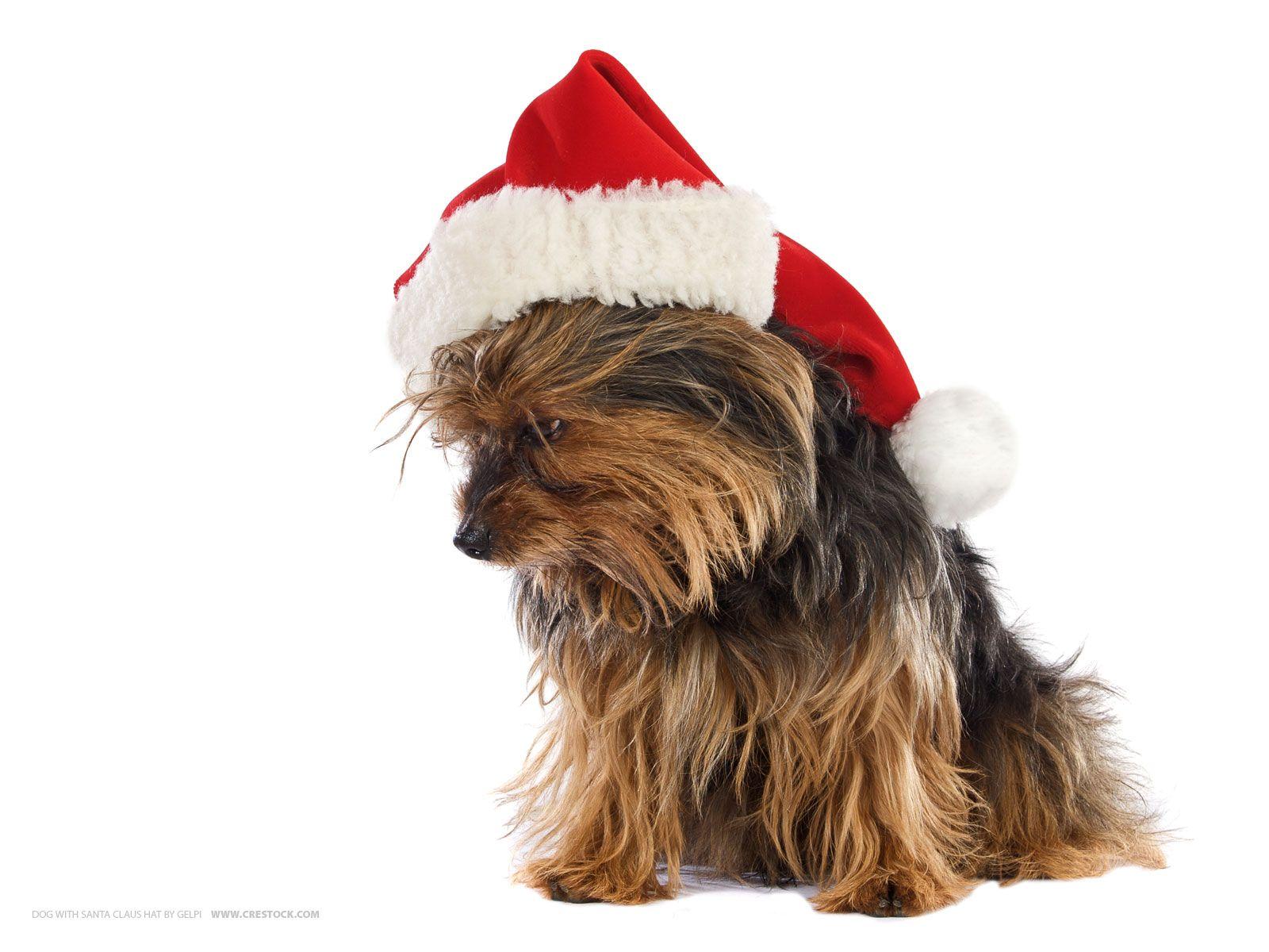 1600x1200 Xmas dog wallpaper. Xmas dog