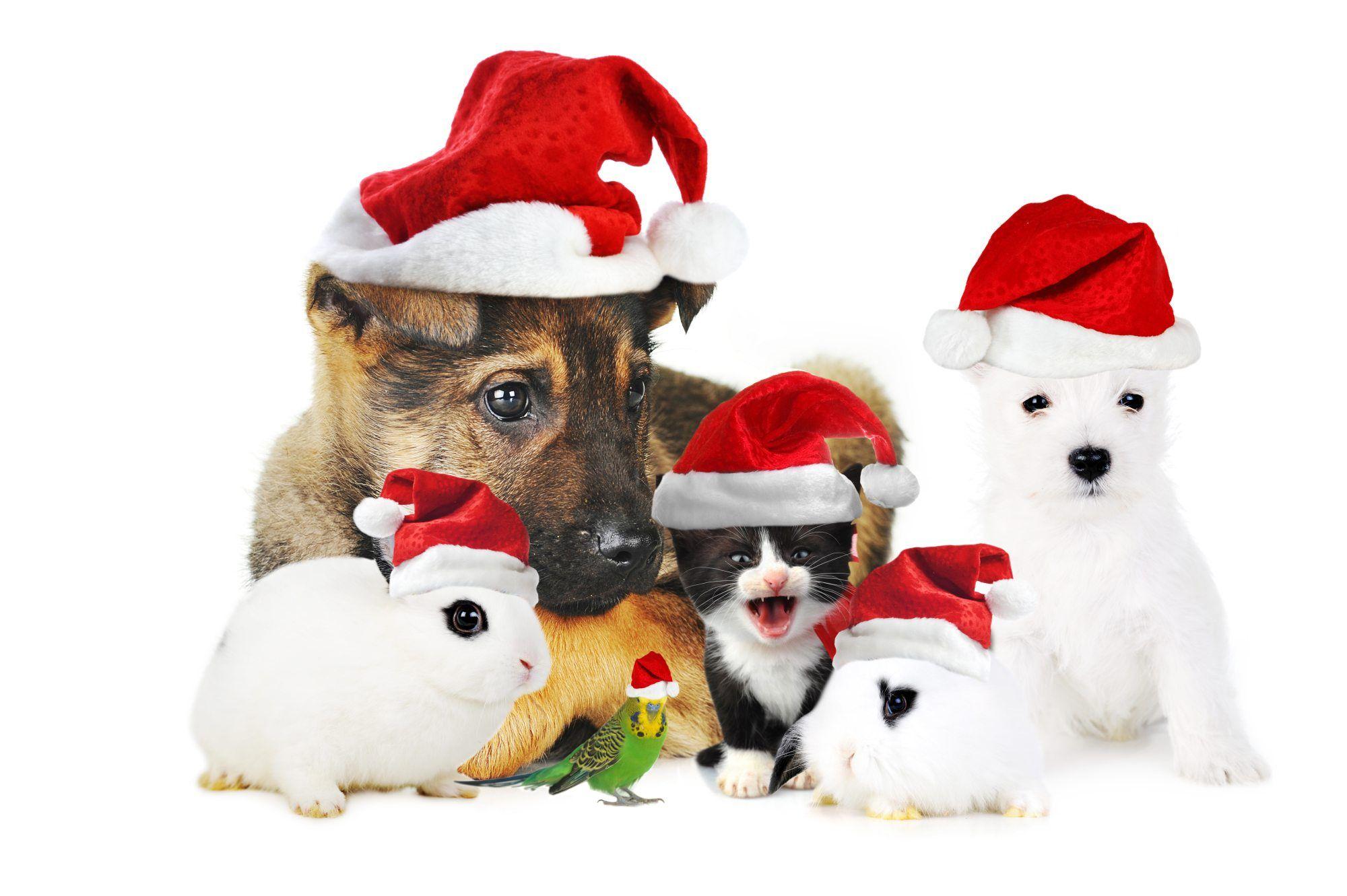 2000x1331 merry christmas wallpaper pets Desktop Wallpaperk HD