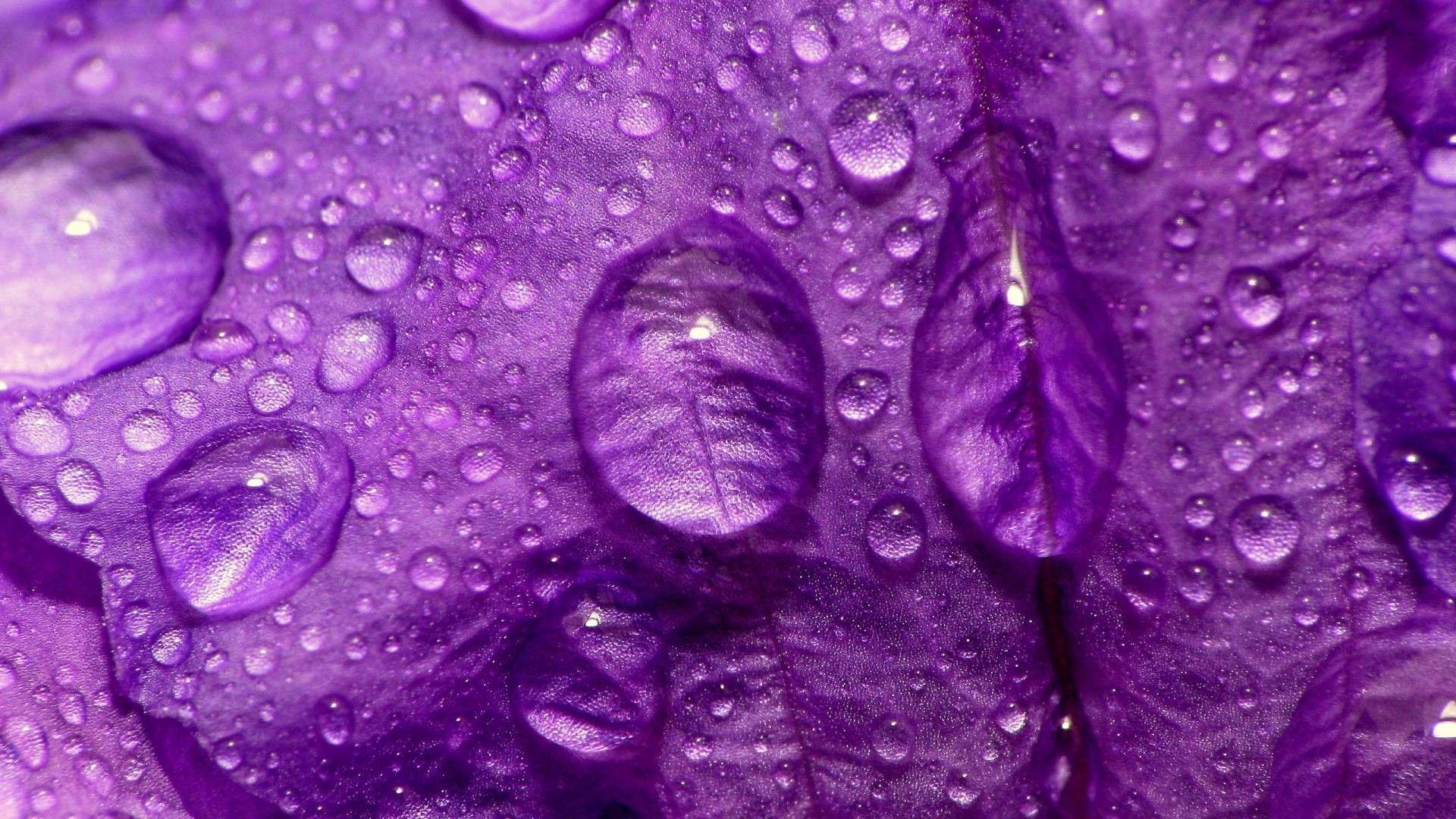 1920x1080 Wallpaper For > Pretty Purple Flower Background Wallpaper Of Purple Flowers