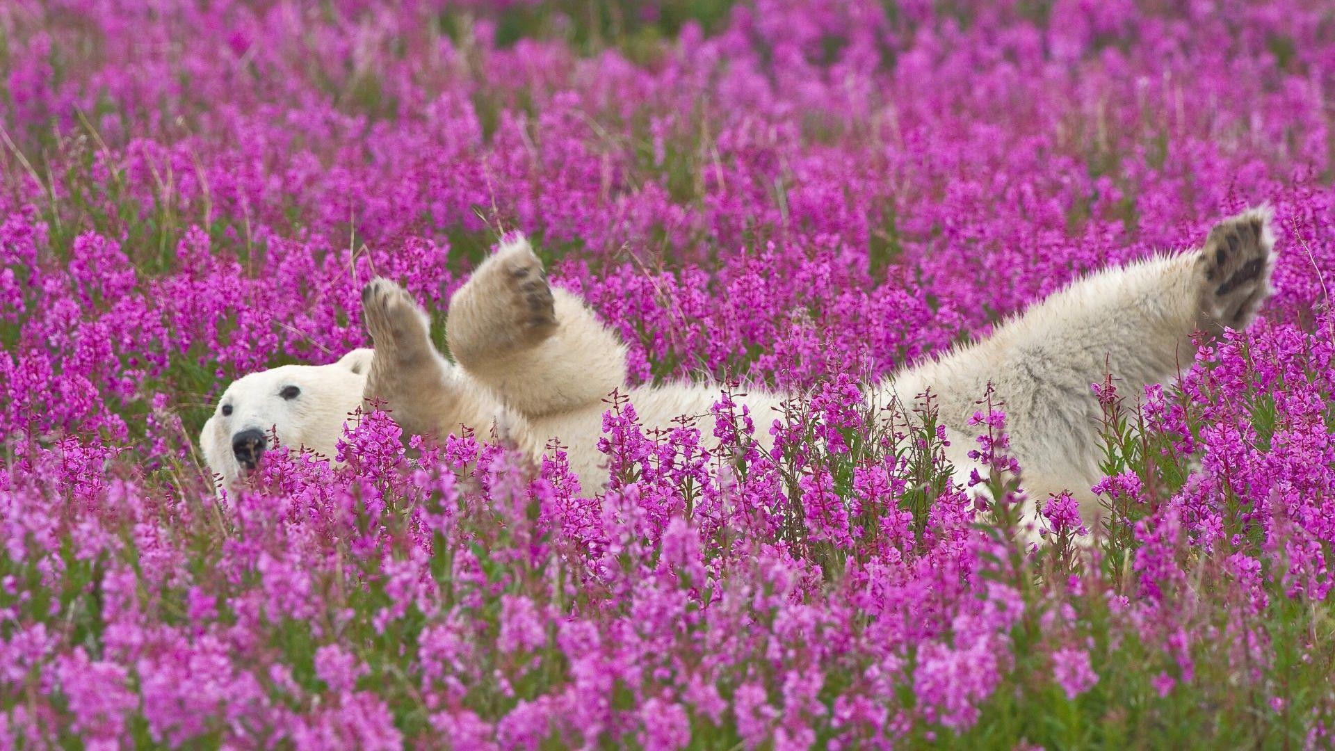 1920x1080 Download Wallpaper, Download 1920x1080 nature flowers animals polar bears purple flowers 1920x1080 wallpaper Animals HD Wallpaper, Hi Res Animals Wallpaper, High Definition Wallpaper