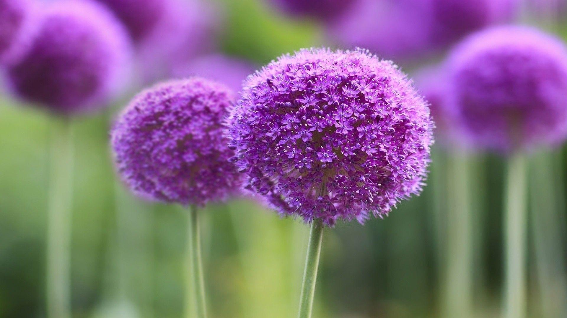 Magenta Flower Wallpapers Top Free Magenta Flower Backgrounds WallpaperAccess