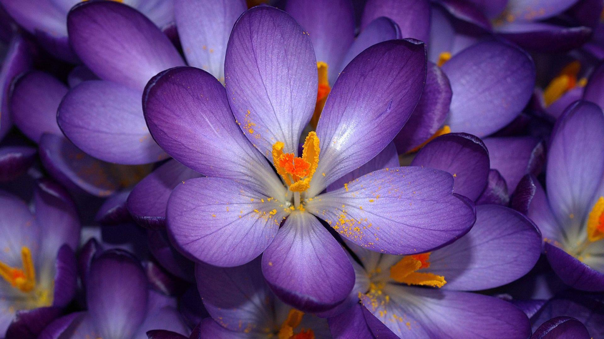 1920x1080 Free download Flower Flowers Opened Purple Background wallpaper [1920x1080] for your Desktop, Mobile & Tablet. Explore Purple Flower Background. Purple Flower Background, Purple Flower Wallpaper, Purple Flower Wallpaper