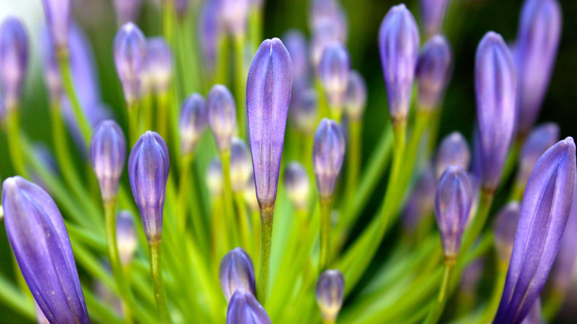 1920x1080 Purple 1080p Flower Wallpaper