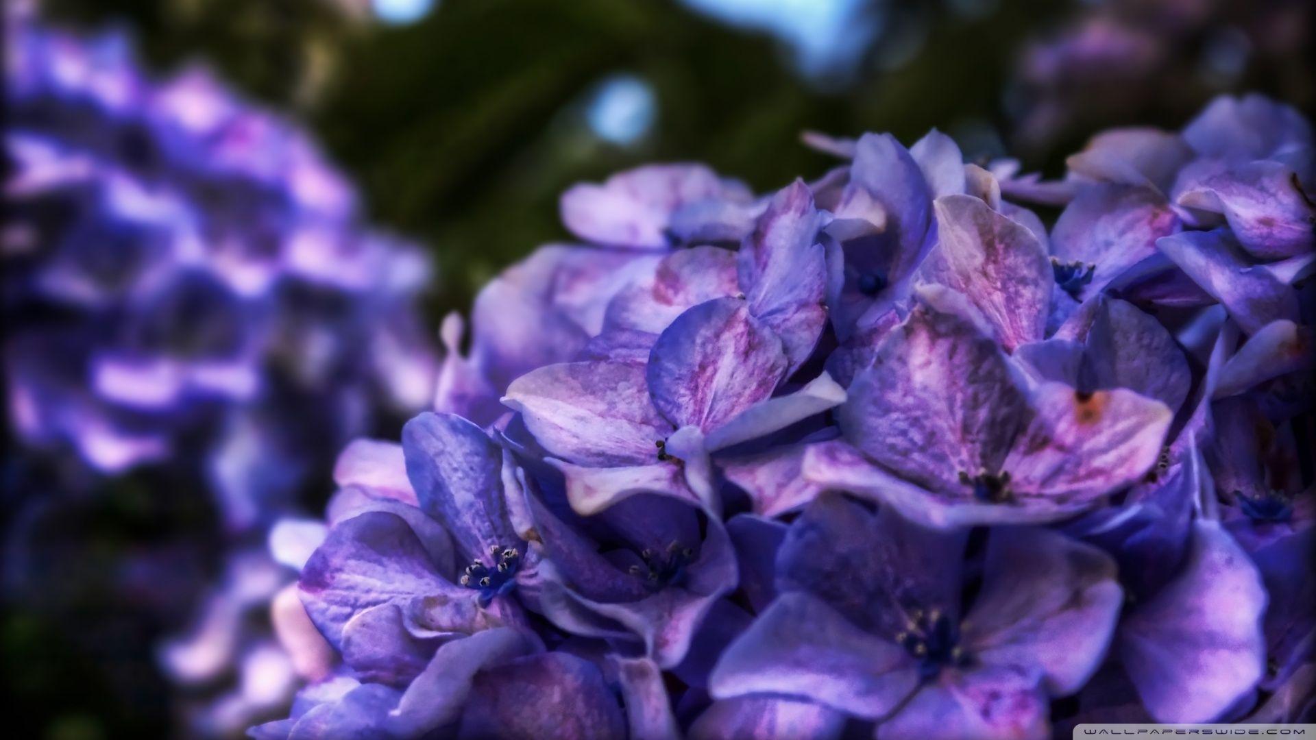 1920x1080 Purple Flowers HD Wallpaper