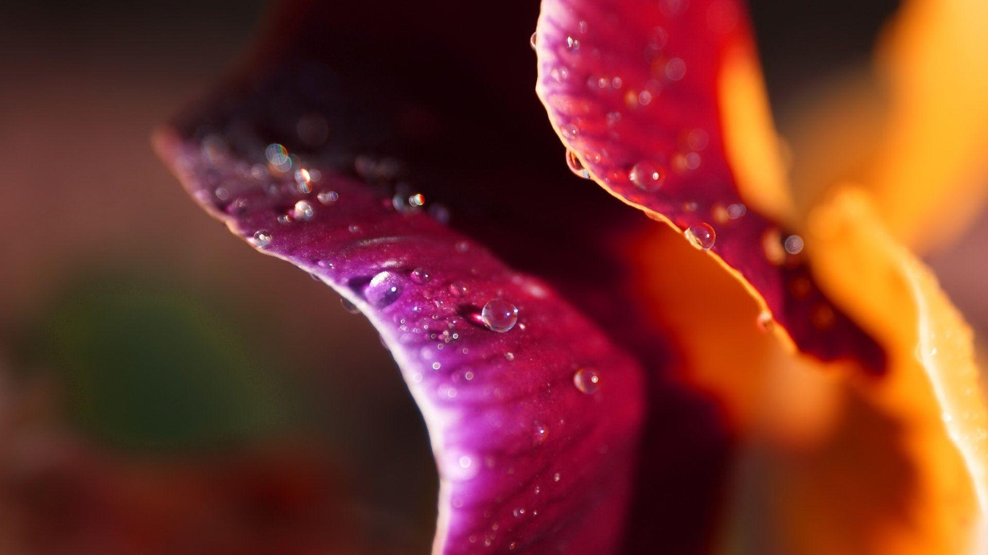 1920x1080 Purple Flowers Wallpaper HD