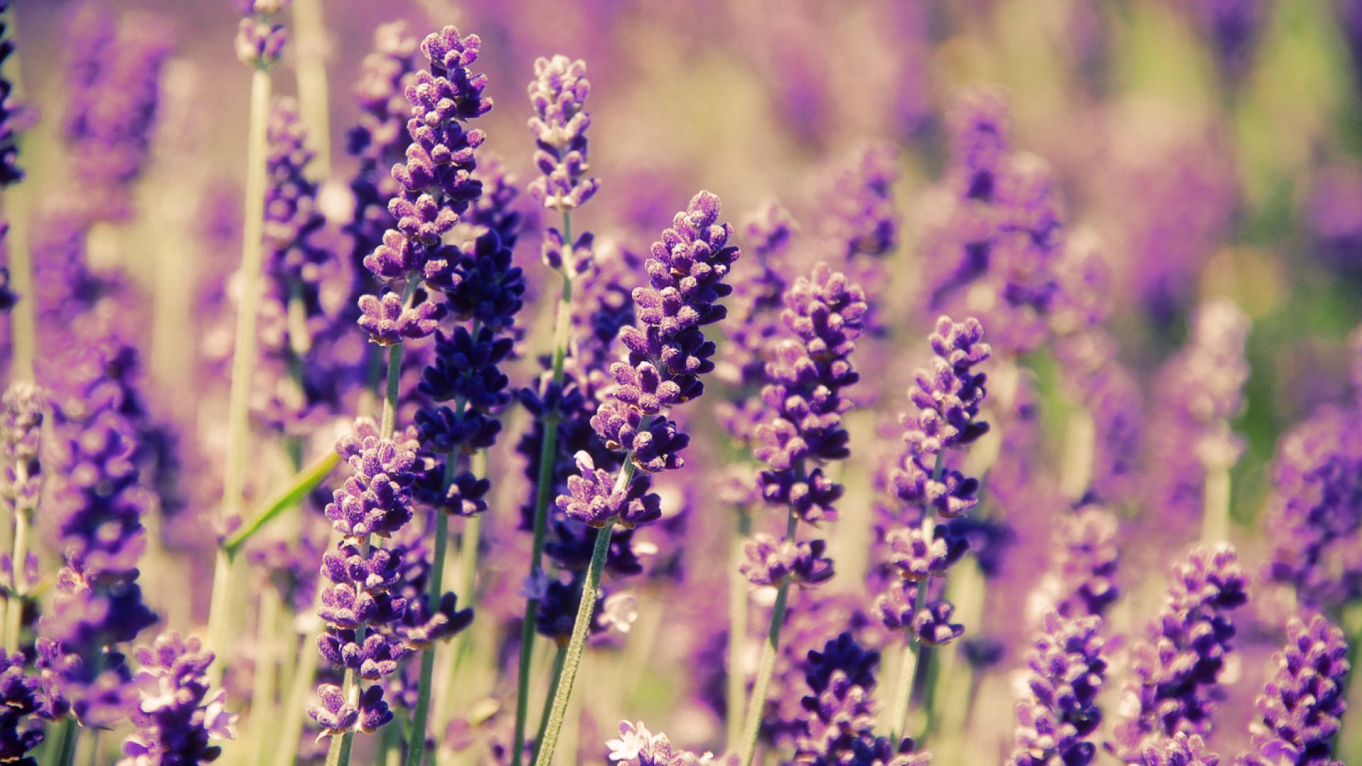 1920x1080 Purple Flower Wallpaper HD PixelsTalk Wood Lavender Flowers Background Stock Image Image: 1920x1080