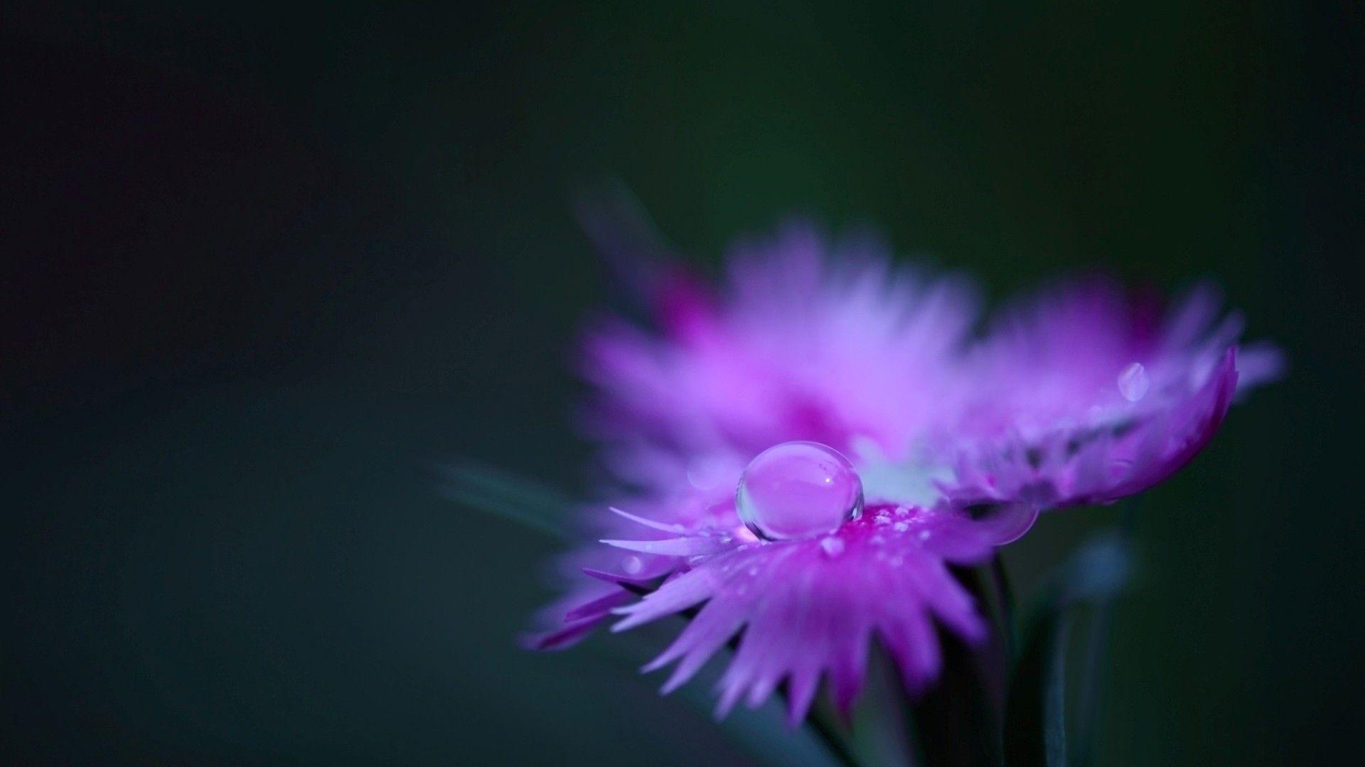 1920x1080 Cool Purple Flower Wallpaper. Flowers Wallpaper Gallery