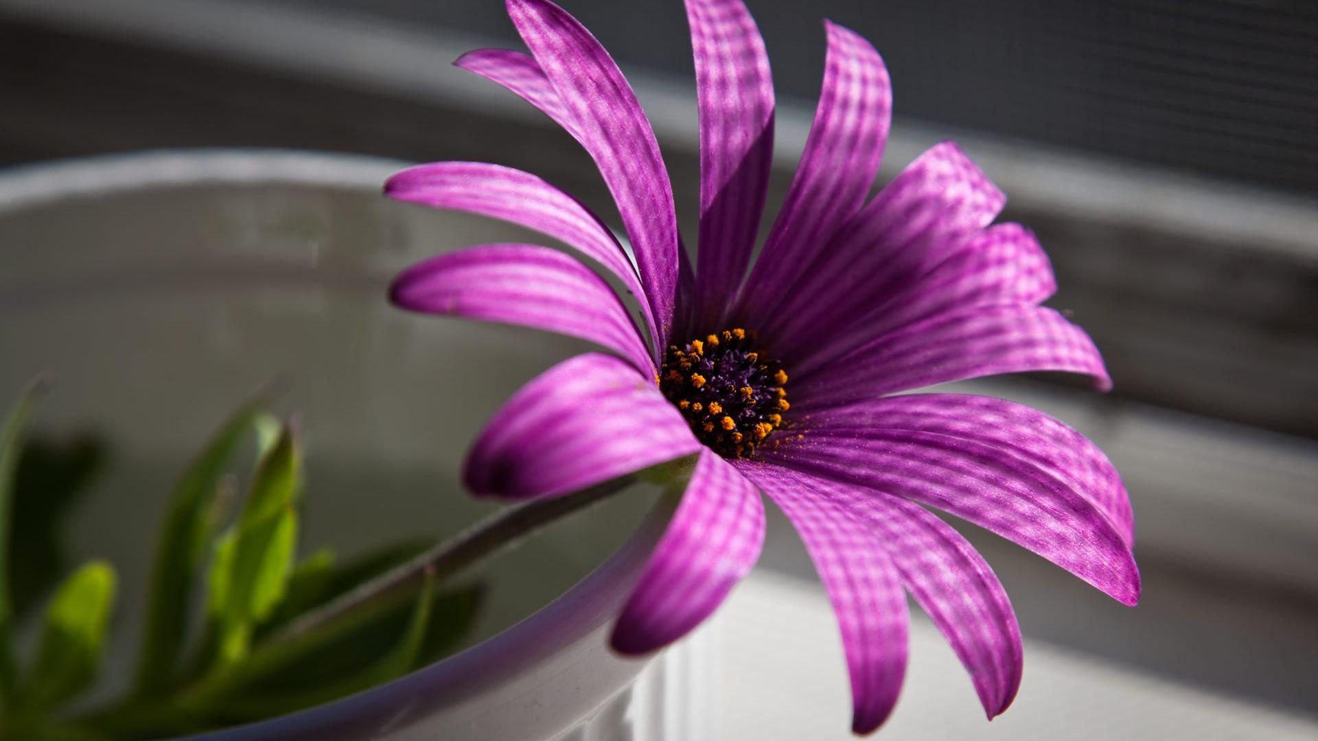 1920x1080 Purple Flower desktop PC and Mac wallpaper
