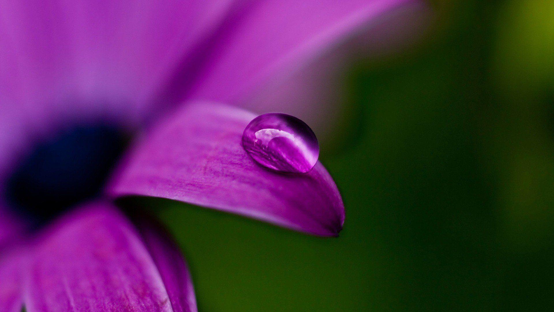 1920x1080 Nature water drops purple flowers wallpaperx1080