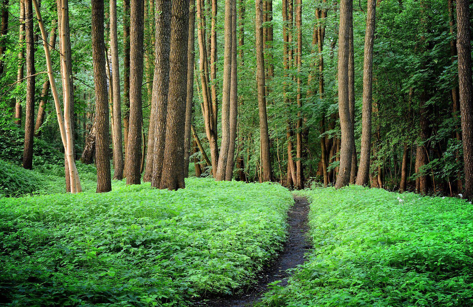 1650x1070 Emerald Woodland Wallpaper Mural
