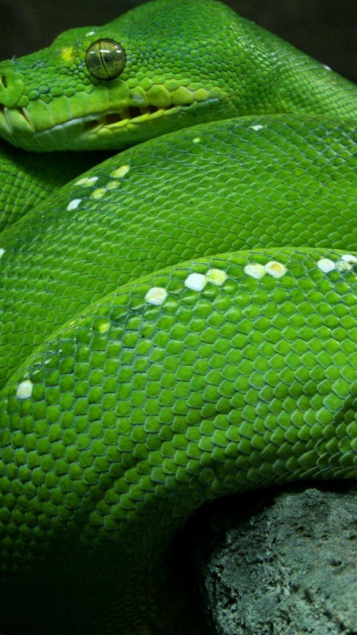 720x1280 Download Python, Singapore, 4k, HD Wallpaper, Zoo, Emerald, Green, Snake, Eyes, Close Up, Tourism Samsung Galaxy S3 Wallpaper 720x1280
