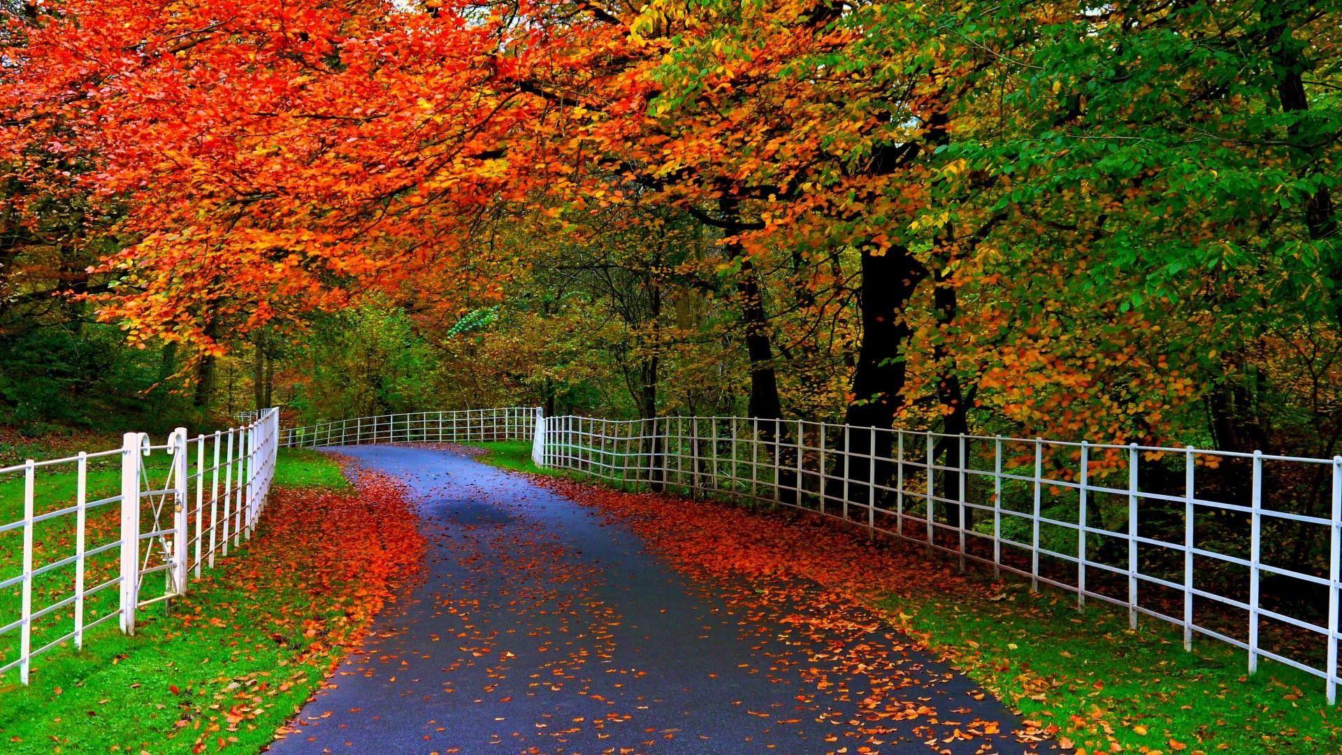 1920x1080 Download Beautiful Nature Wallpaper For Desktop