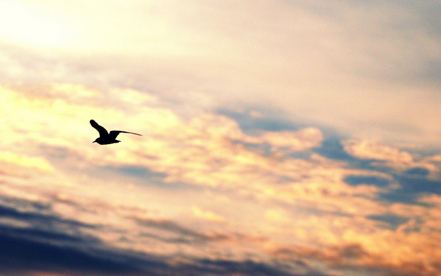 1680x1050 Bird Flying Silhouette Gull Freedom Sky