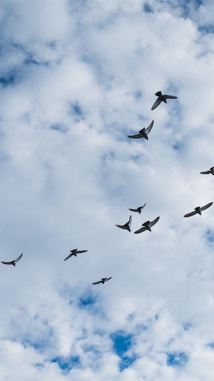 750x1334 Birds Flying, Sky, Clouds 750x1334 IPhone 8 7 6 6S Wallpaper, Background, Picture, Image