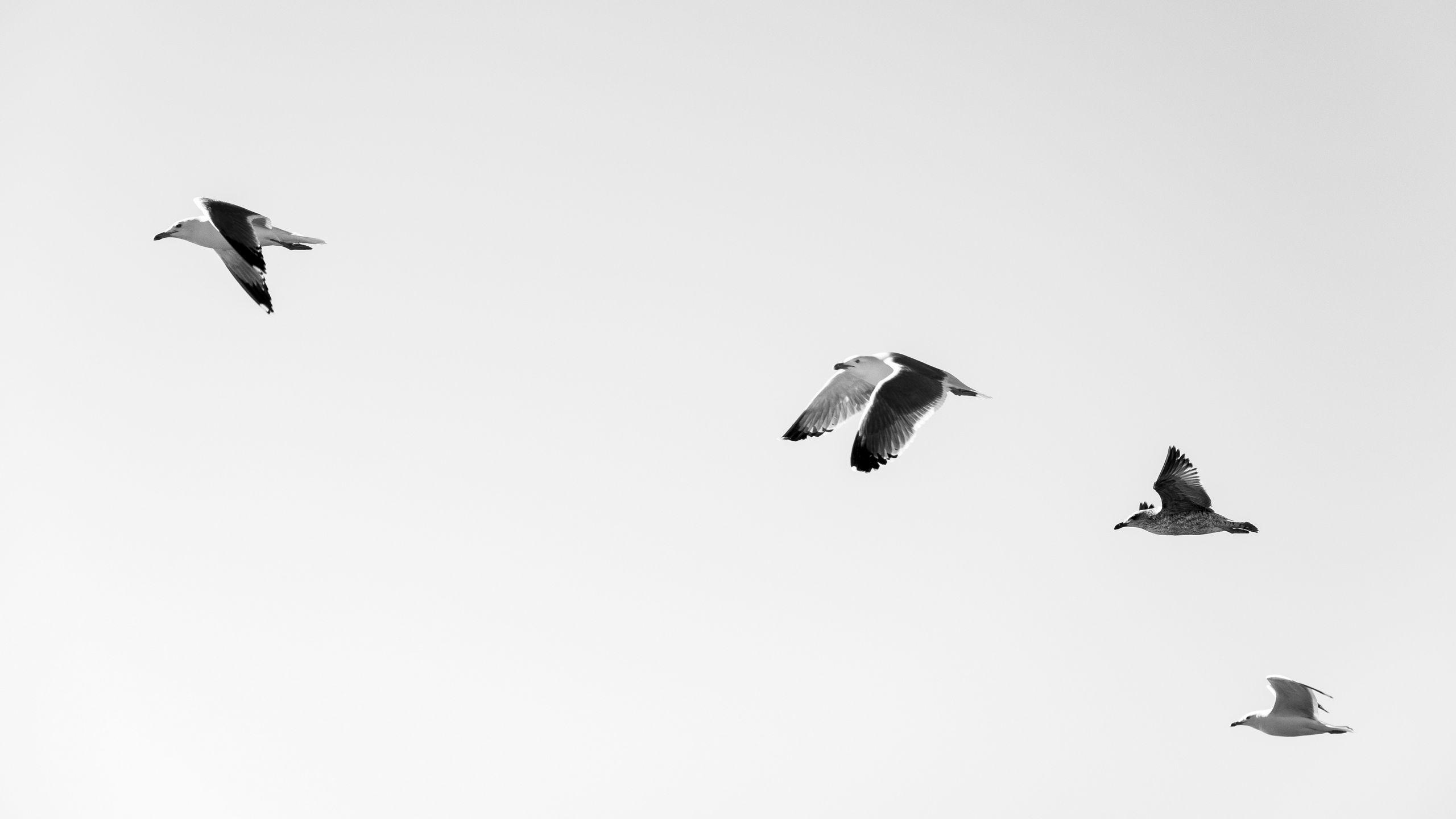 2560x1440 Download wallpaper 2560x1440 seagulls, birds, flying, sky widescreen 16:9 HD background